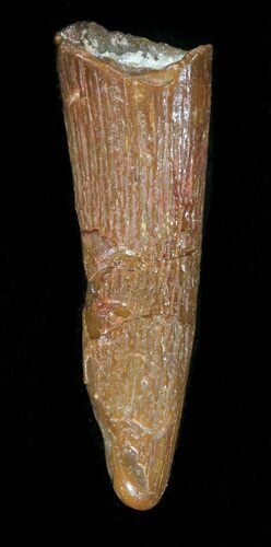 Pterosaur Tooth - Kem Kem Beds, Morocco #44295